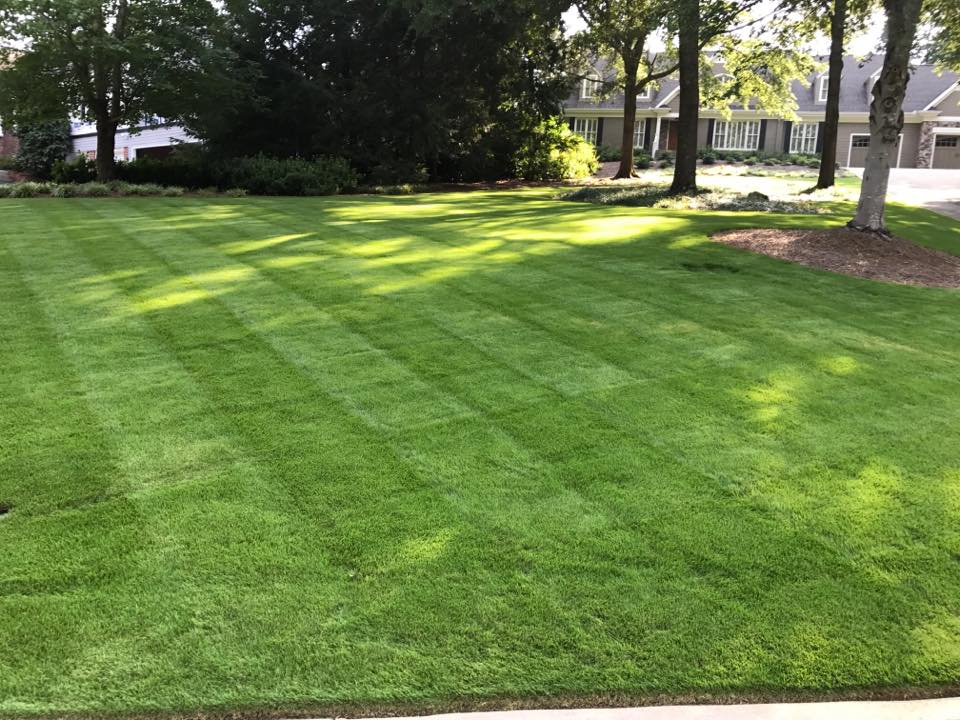 Dense, shade-tolerant turfgrass lawn treated with granular fertilizer