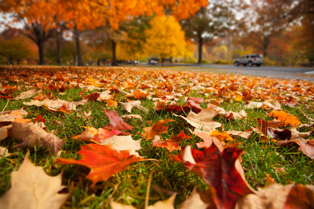 fall leaves champion green