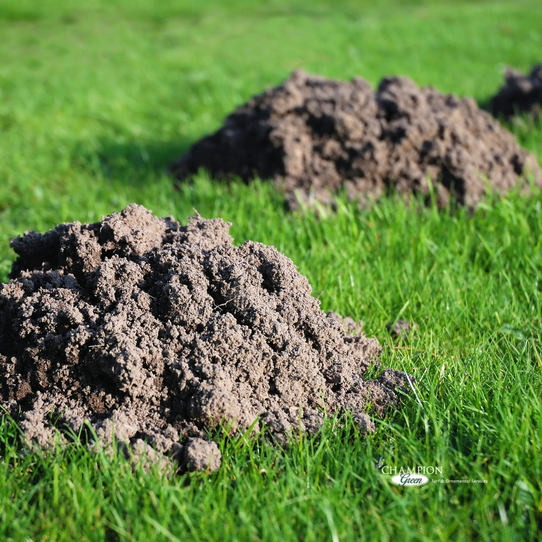 Mole hills damaging residential lawn turf
