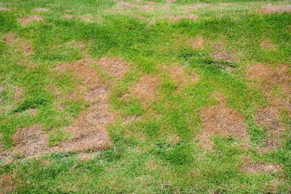 Lawn disease damage and brown patch symptoms treated by professional lawn fungicide services